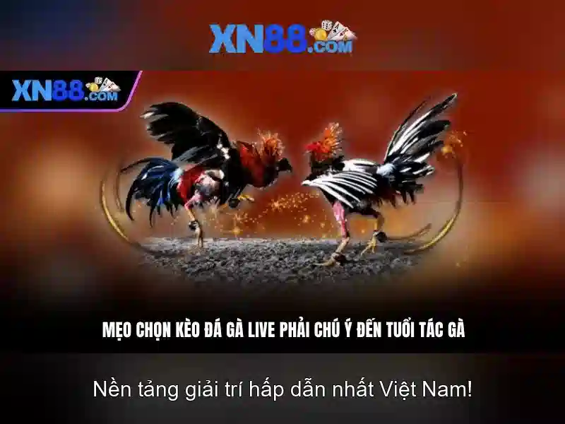 Trải nghiệm người dùng và di động