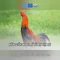 xn88: Tổng quan và tiềm năng trên thị trường cược trực tuyến